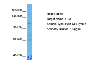 FIG4 Rabbit Polyclonal Antibody