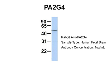 PA2G4 Rabbit Polyclonal Antibody
