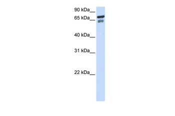 TCF25 Rabbit Polyclonal Antibody