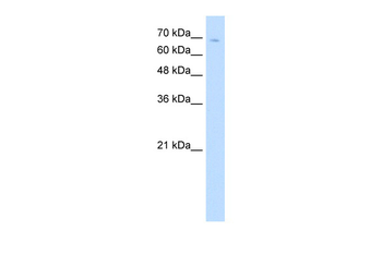 TCF25 Rabbit Polyclonal Antibody