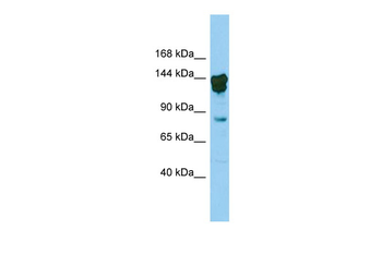 Cux2 Rabbit Polyclonal Antibody
