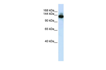ZBED9 Rabbit Polyclonal Antibody
