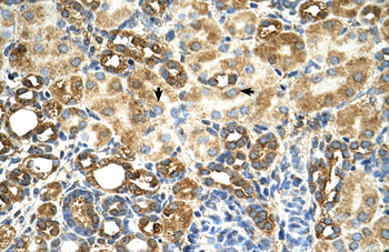 C3orf31 Rabbit Polyclonal Antibody