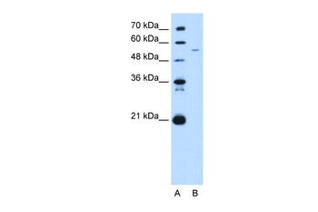 GAS7 Rabbit Polyclonal Antibody
