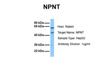 NPNT Rabbit Polyclonal Antibody