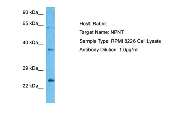 NPNT Rabbit Polyclonal Antibody