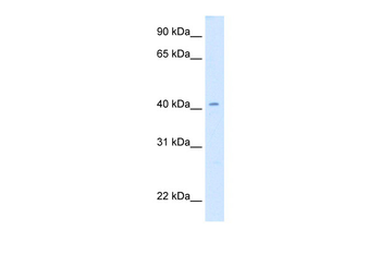 Cad Rabbit Polyclonal Antibody