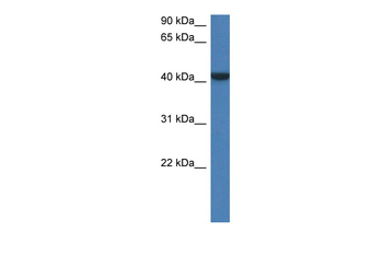 Fggy Rabbit Polyclonal Antibody