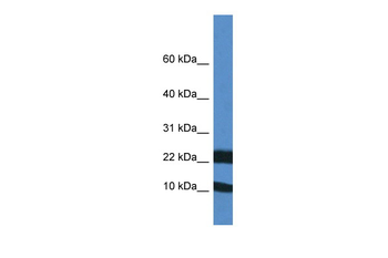 Fxn Rabbit Polyclonal Antibody