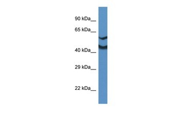 Ndrg2 Rabbit Polyclonal Antibody