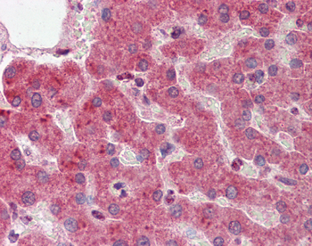 YWHAZ Rabbit Polyclonal Antibody