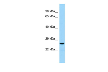 Akt1s1 Rabbit Polyclonal Antibody