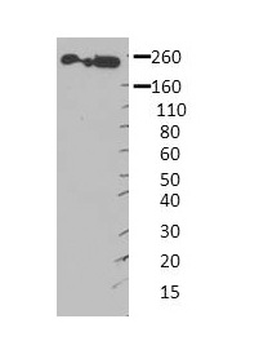 MYH9 Rabbit Polyclonal Antibody