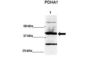 PDHA1 Rabbit Polyclonal Antibody