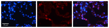 P4HB Rabbit Polyclonal Antibody