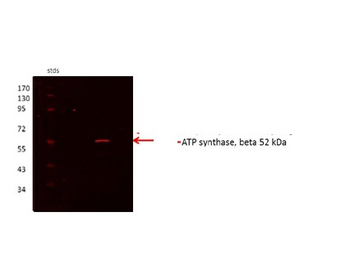 ATP5F1B Rabbit Polyclonal Antibody