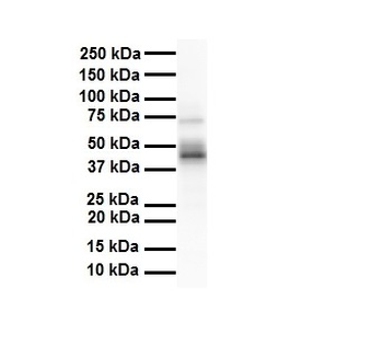 ENO3 Rabbit Polyclonal Antibody