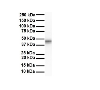 ENO3 Rabbit Polyclonal Antibody