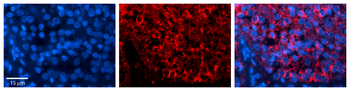 SH3BGRL Rabbit Polyclonal Antibody