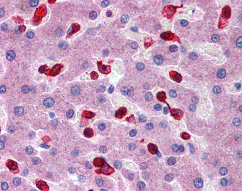 PRDX2 Rabbit Polyclonal Antibody