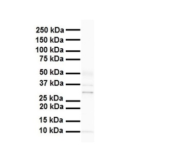PHB2 Rabbit Polyclonal Antibody