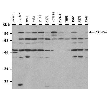 MAP4K2 Rabbit Polyclonal Antibody
