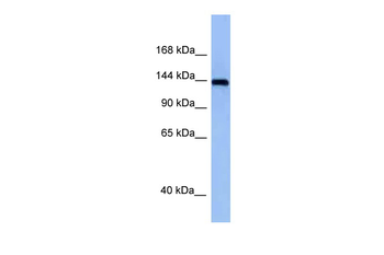 Tnik Rabbit Polyclonal Antibody
