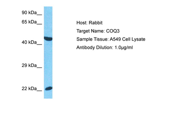 COQ3 Rabbit Polyclonal Antibody