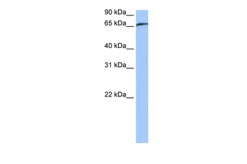 RABGGTA Rabbit Polyclonal Antibody