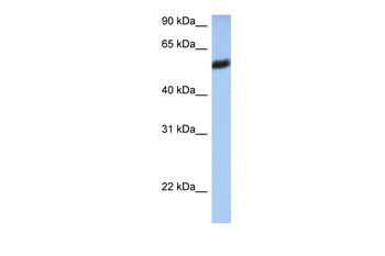 HLA-F Rabbit Polyclonal Antibody