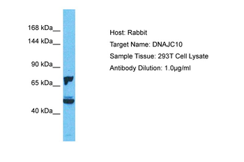 DNAJC10 Rabbit Polyclonal Antibody