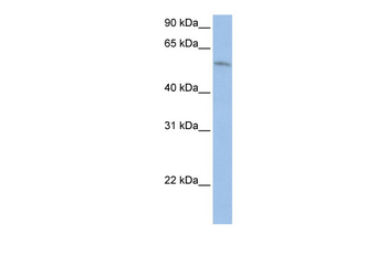 FAM20C Rabbit Polyclonal Antibody