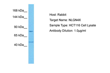 NLGN4X Rabbit Polyclonal Antibody