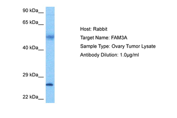 FAM3A Rabbit Polyclonal Antibody