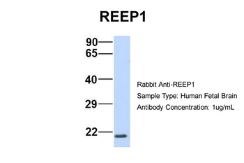 REEP1 Rabbit Polyclonal Antibody