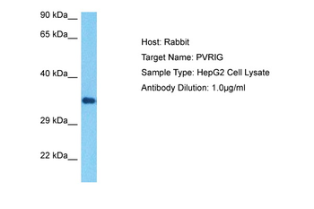 PVRIG Rabbit Polyclonal Antibody