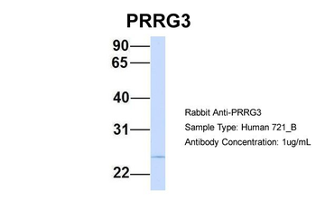 PRRG3 Rabbit Polyclonal Antibody