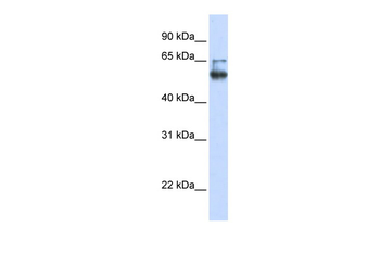 LENG4 Rabbit Polyclonal Antibody
