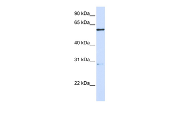 MANEA Rabbit Polyclonal Antibody