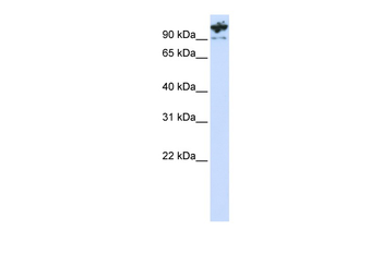 PCDHA6 Rabbit Polyclonal Antibody