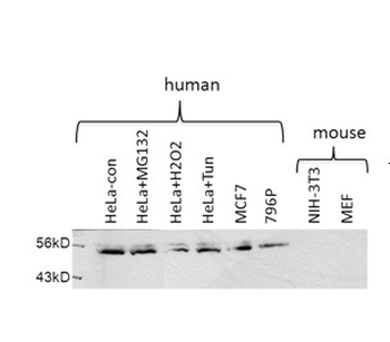 USP30 Rabbit Polyclonal Antibody