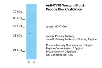 CYTB Rabbit Polyclonal Antibody