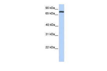 COLEC12 Rabbit Polyclonal Antibody