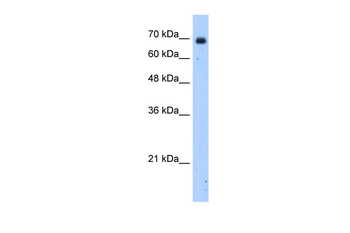 HSZFP36 Rabbit Polyclonal Antibody