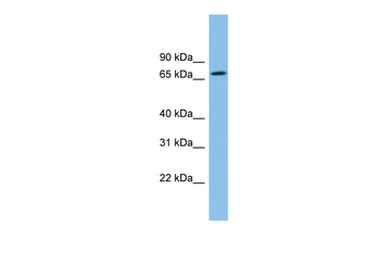 ZNF182 Rabbit Polyclonal Antibody