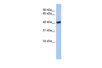 ZFYVE1 Rabbit Polyclonal Antibody