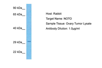 NOTO Rabbit Polyclonal Antibody