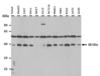 APOH Rabbit Polyclonal Antibody