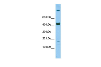 Ppil3 Rabbit Polyclonal Antibody