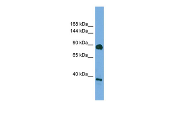 DLG4 Rabbit Polyclonal Antibody